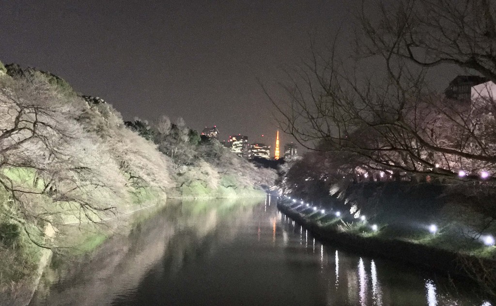 千鳥ヶ淵の桜(2017/3/29)