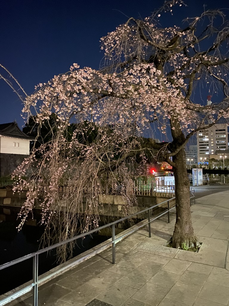 皇居の桜