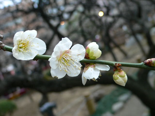 梅まつりに行ったときに撮影した梅の花